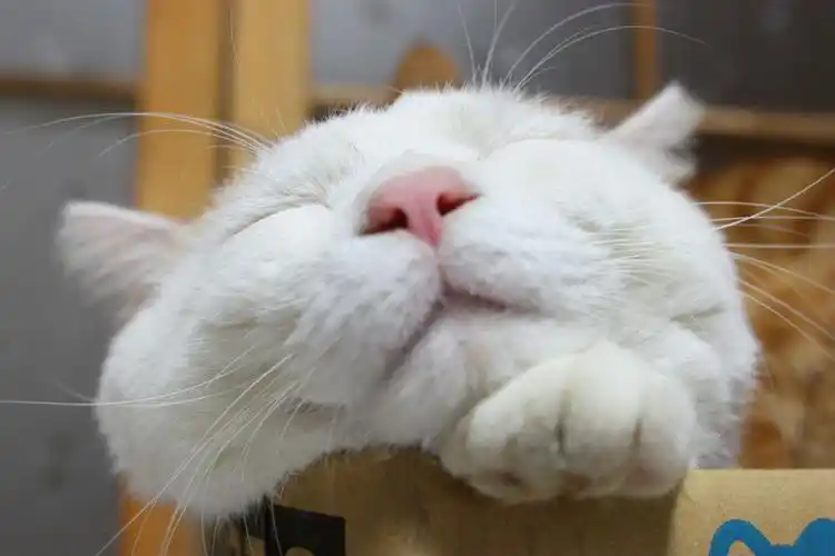 【360资源组】史上最萌的猫咪——猫叔