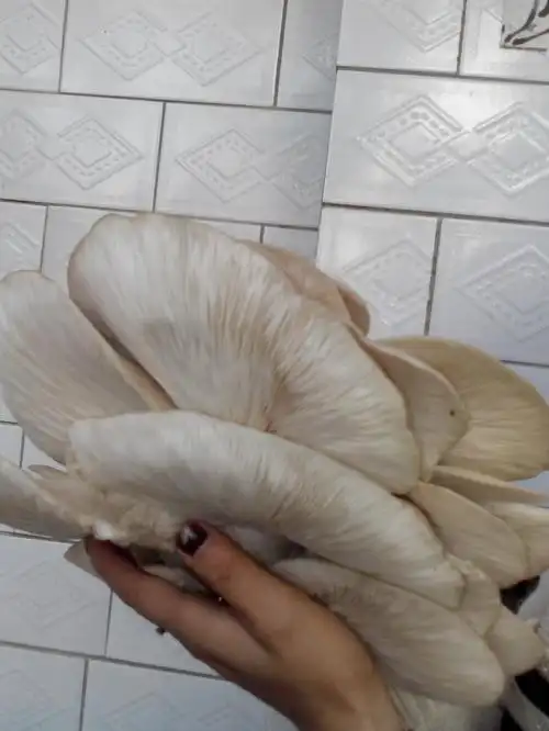 枯树上生的大白蘑菇可以吃吗