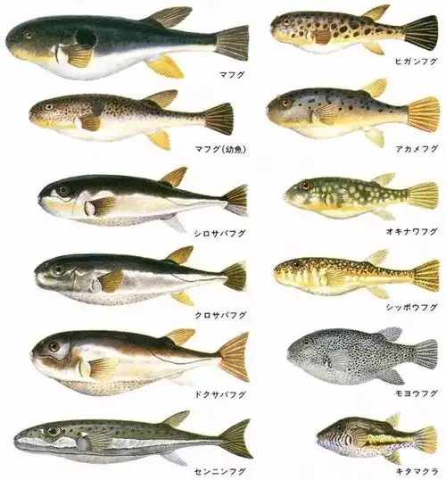 被河豚毒死,到底有多值?