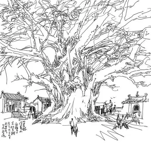 ▼莒县浮来山古银杏树速写▼