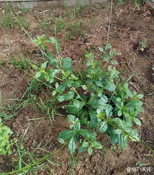 院子里突然长了这么棵植物,在网上查说是土人参,是土人参吗,这玩意能
