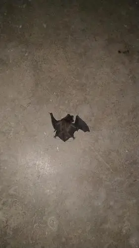 刚才房间里飞进两只蝙蝠 吓死了