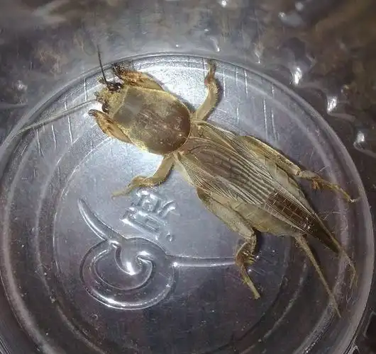 伟博蝼蛄活体(一盒装24只蝼蛄)活体土狗虫活蝼蛄中昆虫拉拉蛄土狗子