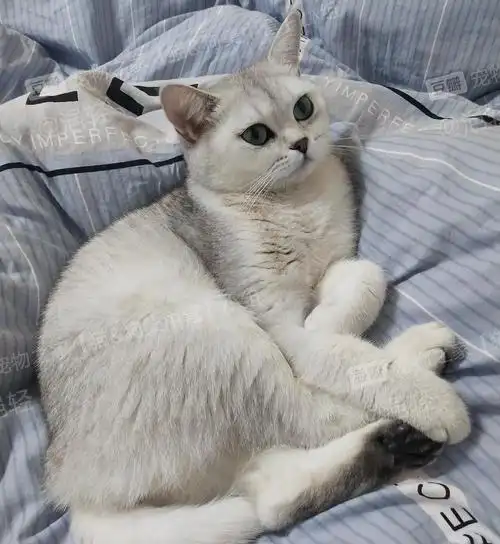 北京朝阳出银点血银渐层