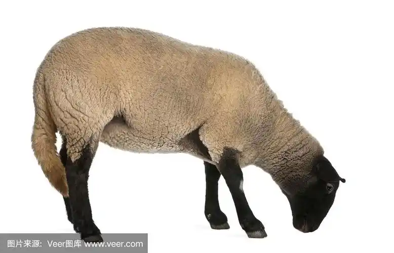 雌萨福克羊,绵羊,2岁,站立