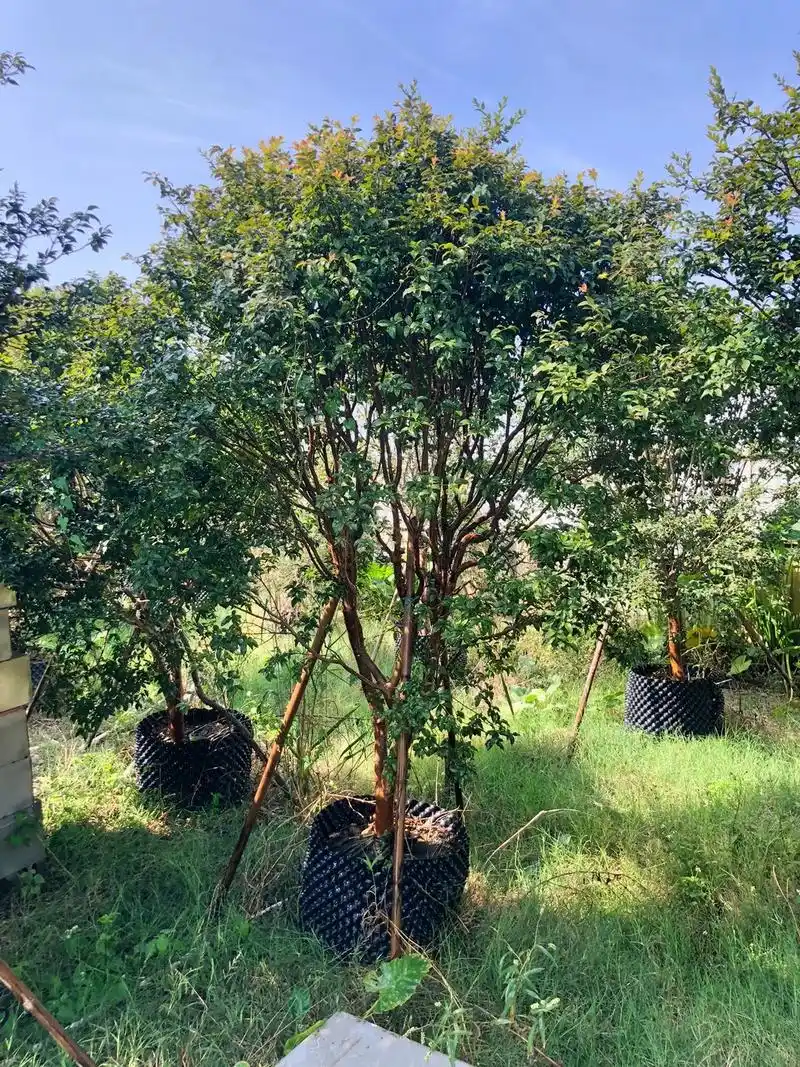 嘉宝果树 #嘉宝果 3米高7到9分树型靓 - 抖音