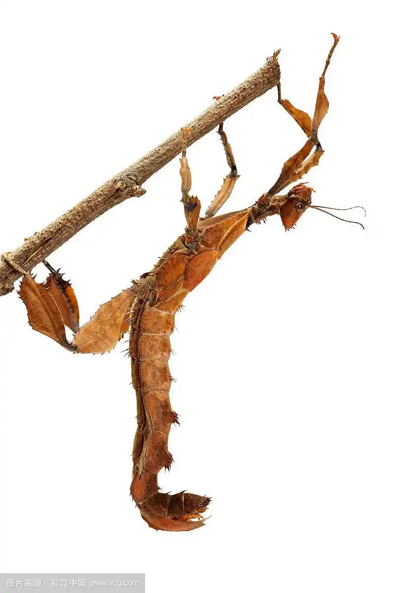 幽灵竹节虫,竹节虫,昆虫