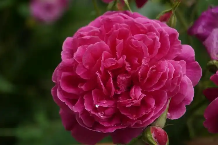 凝视着那些在雨中摇曳的花朵,仿佛能够感受到大自然的脉搏和呼吸.