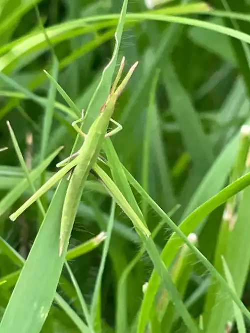 rl2epsyrj">中华剑角蝗是直翅目剑角蝗科剑角蝗属昆虫,别称中华蚱蜢