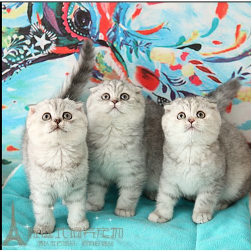 超萌银渐层折耳英短折耳猫 银虎斑鱼骨刺纹 苏格兰折耳猫活体p