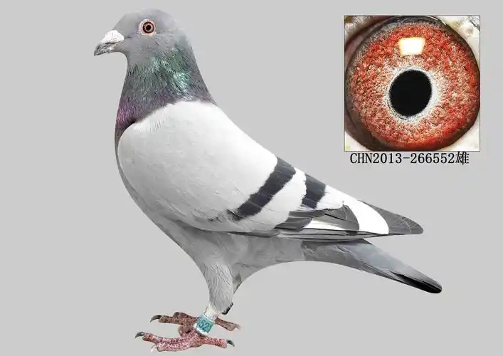 詹森266552 保证金级 拍卖