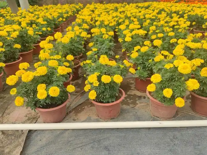 2111基地供应 孔雀草 万寿菊 20-30cm盆栽苗 公园 花坛 庆典摆花