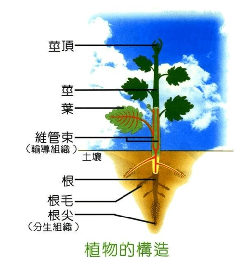 植物的营养器官