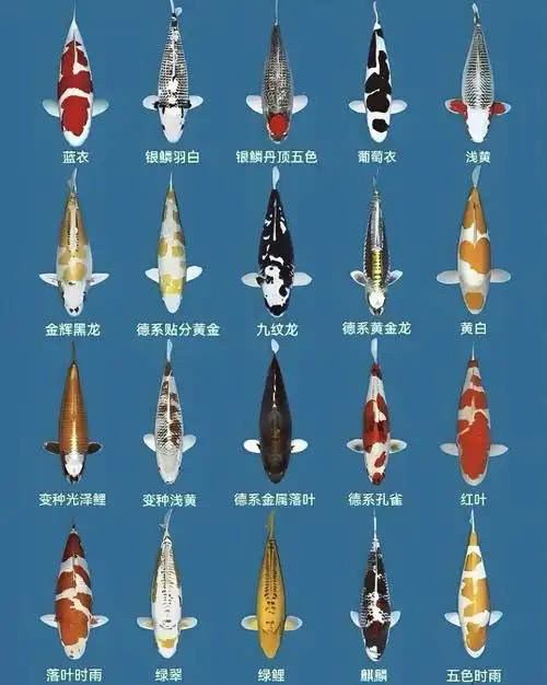 1 红白锦鲤:如雪的银白底色上,镶嵌着变幻莫测的红色斑纹,红白相间