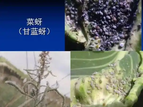 图识大棚蔬菜害虫