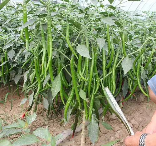 首页 供应信息       改良型辣丰三号属中熟长线椒品种.