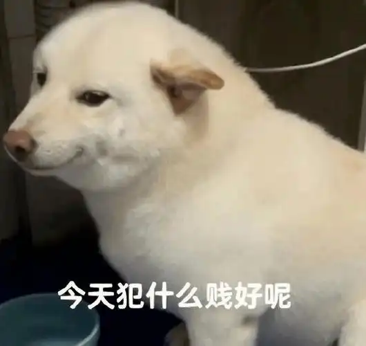 聊天实用表情包 | 今天犯什么贱好呢