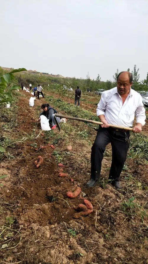 满满的收获,满满的快乐,,,丁酉霜降刨地瓜