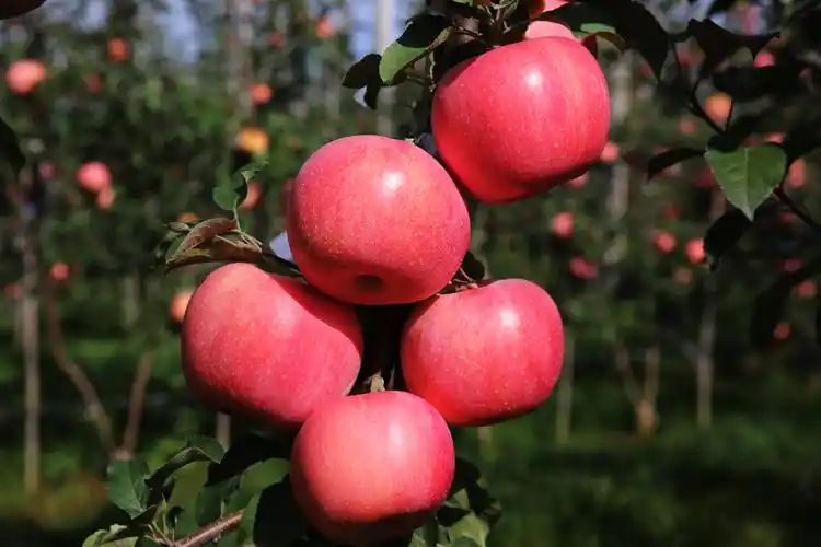 富姬酷品种陕西栽培表现及综合性状评价-苹果园的假期的喜欢