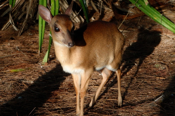 桑岛新小羚一种体型极小的羚羊仅46公斤重形似鹿