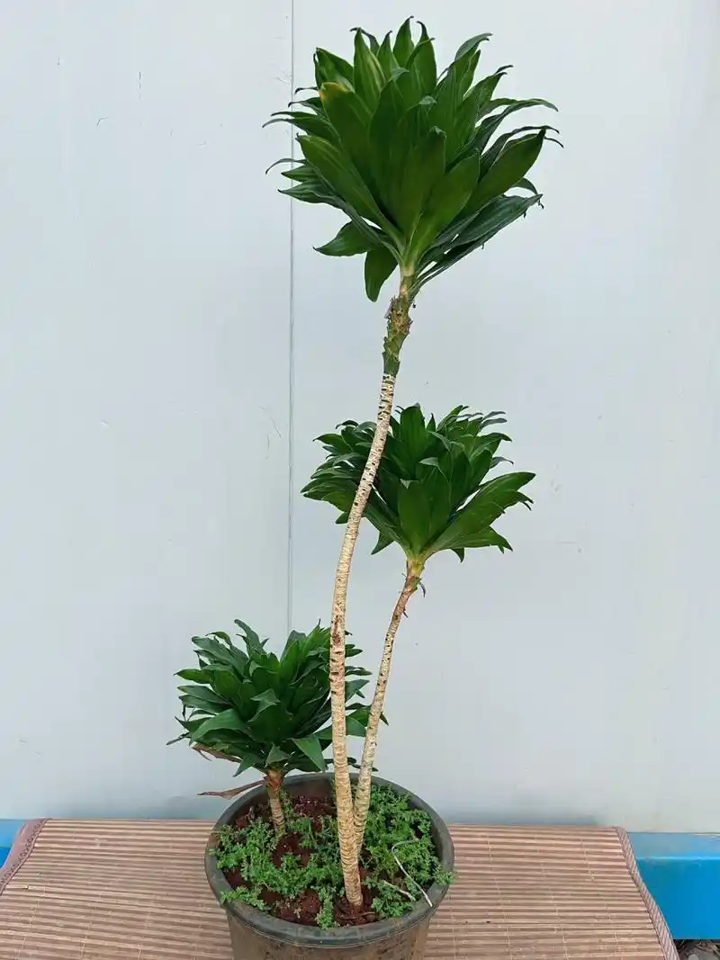 太阳神绿植造型盆栽室内网红植物 太阳神绿植造型盆栽室内网红植物