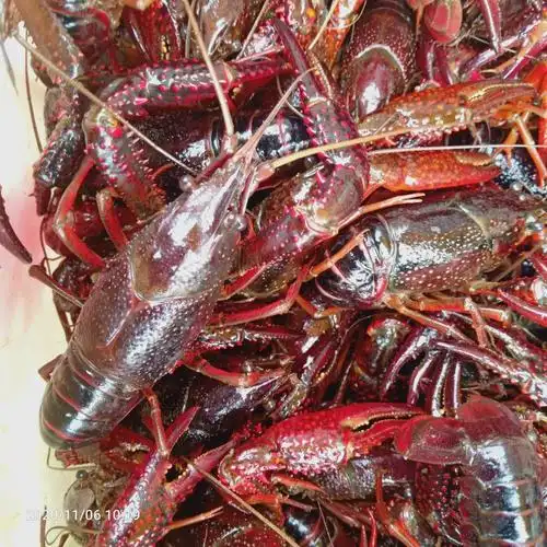 新鲜小龙虾上市,纯养殖户一手货源,价格合适,靓货,.