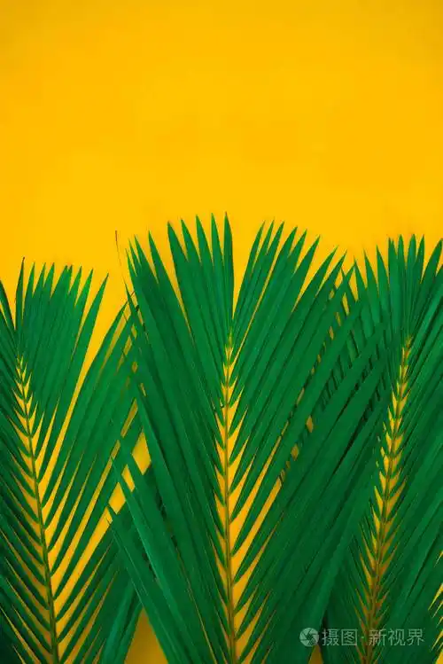 创意自然布局制作树叶.概念艺术.夏季概念,热带棕榈叶背景,文本空间.