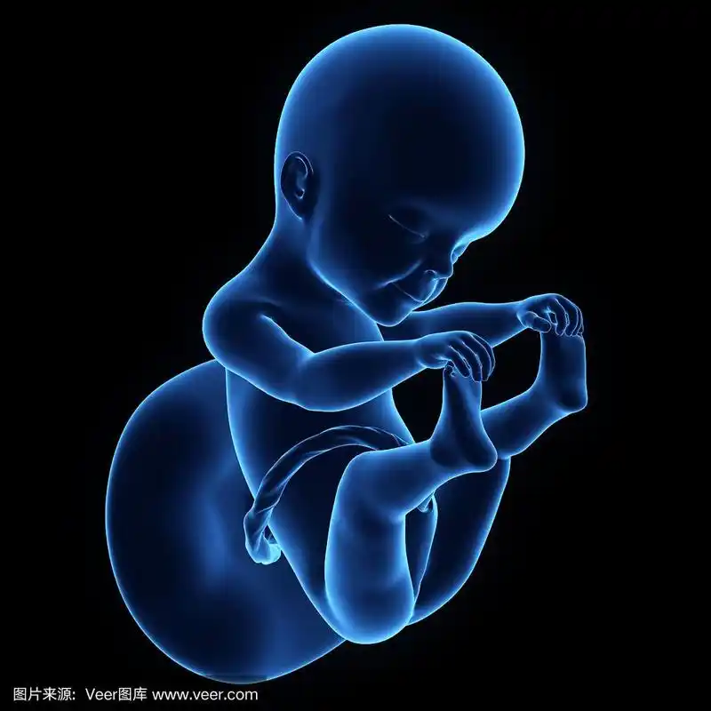 人类胎儿25周