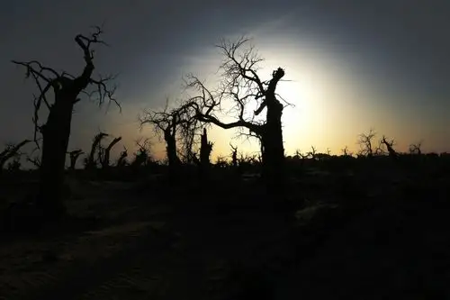 昏暗下的树林映射着曾经的绿洲.