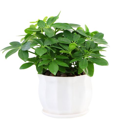 鸭脚木盆栽植物办公办公室室内花卉四季常青八方来绿植