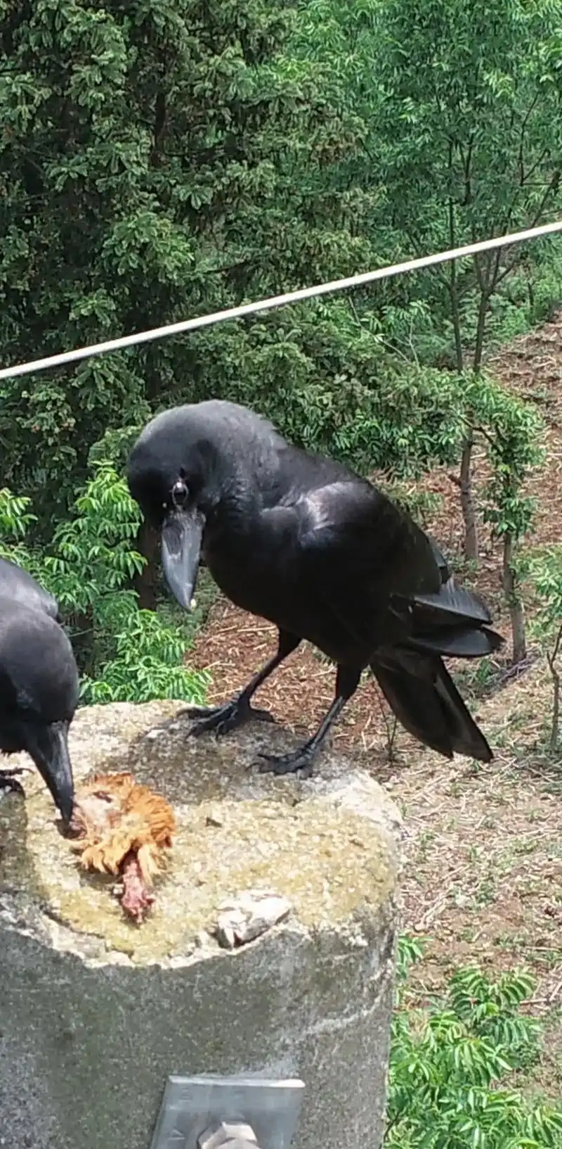 航拍到两只大嘴乌鸦corvus macrorhynchos  - 抖音