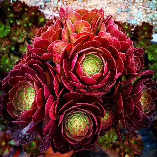 特价多肉法师老桩