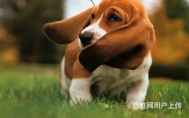 旋风小子中爱犬巴吉度那么很萌很萌的拉车小可爱!