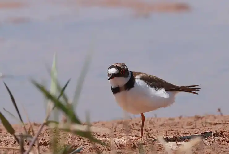 ringed plover,学名:charadrius dubius),是鸻形目鸻科鸻属的鸟类