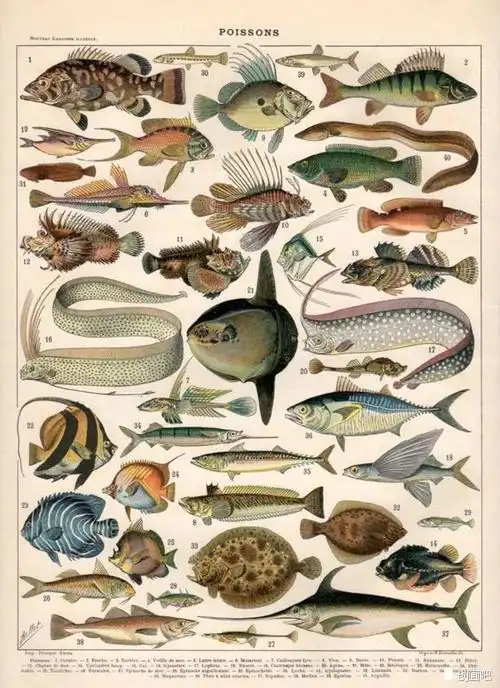 鱼图谱世界珍藏版海洋生物图谱