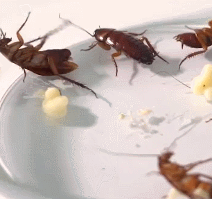 难怪整个楼的蟑螂都往你家跑!教你一招,蟑螂再不敢进门