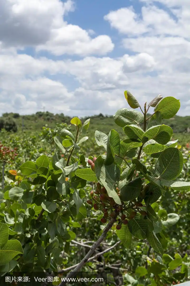 种植意大利美食的重要成分,在勃朗特附近种植开心果树和成熟的开心果
