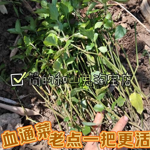 多年生血通菜绿线叶好十万错酒店特色养生野菜贵族 保修菜贵妃菜