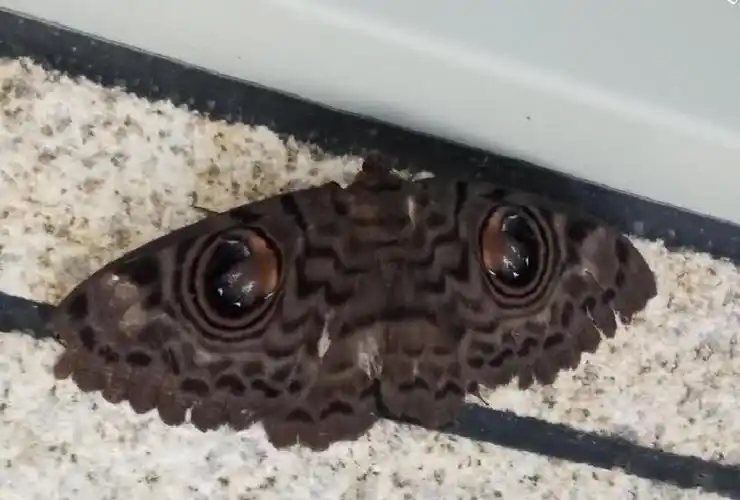 相关知情人士消息显示,这是卷裳魔目夜蛾,诡异的大蛾子,有