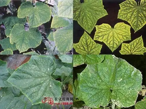 黄瓜缺锰症
