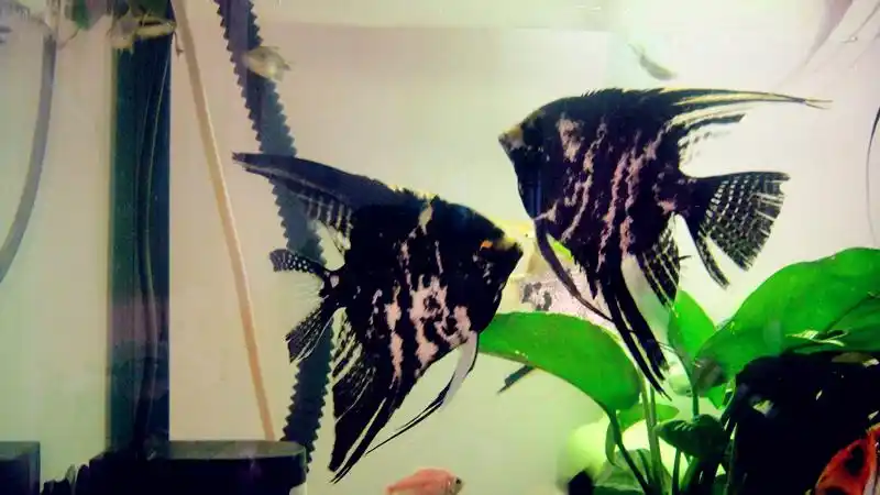 我买了一对云石燕鱼,回来发现肚子扁扁的,肚子都凹进去了,什么情况呢?