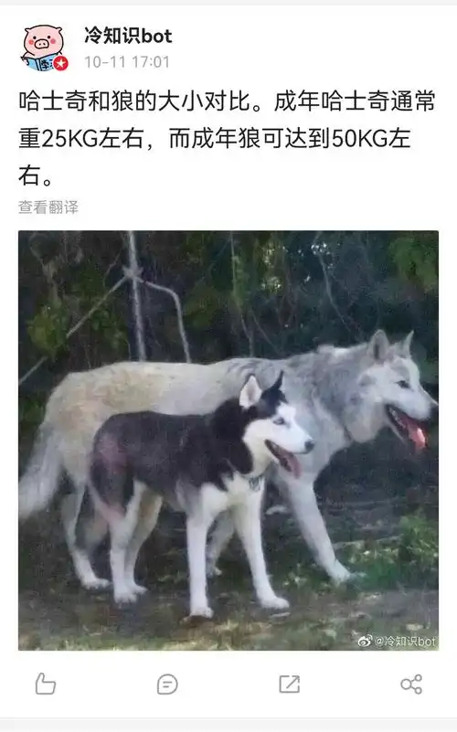 哈士奇和狼的区别