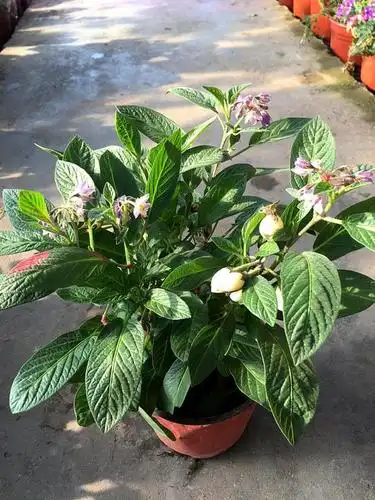 盆栽丨人参果的养殖与养护方法,按此5点养,让人参果结果挂满枝