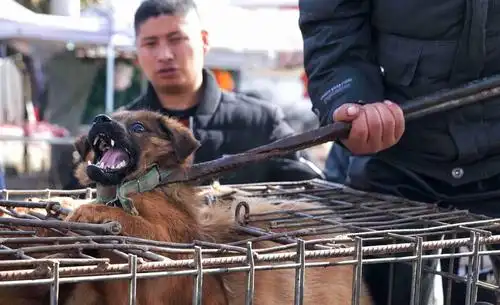 惨不忍睹男子当街杀狗