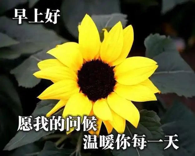 2020夏天最新版祝福表情图片带字愿你有一个美好的五月