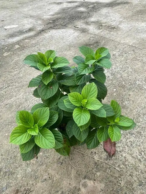 海口花事之绣球小苗