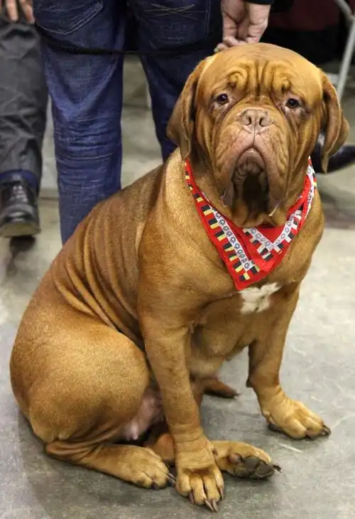 波尔多犬,梅西的巨无霸宠物浩克-波尔多犬(波尔多犬多少钱一只)