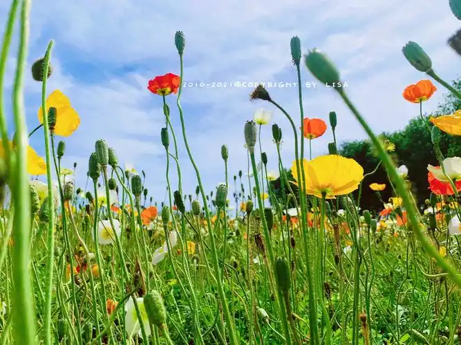花海_风景_poco摄影,油菜花,跟夏天say嗨