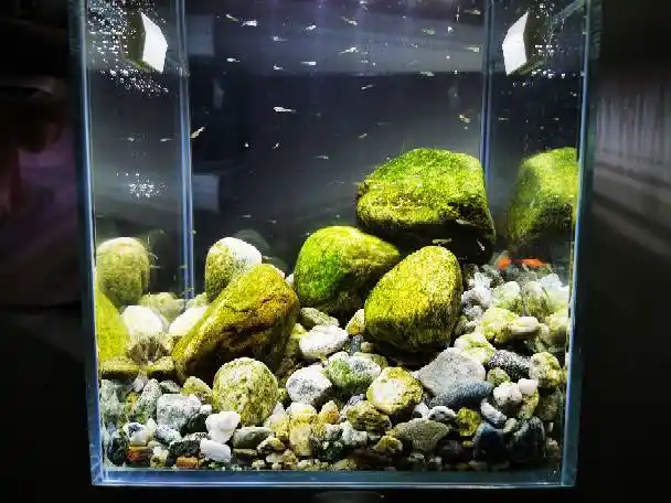 20x20方缸,野采溪流石 - 原生态造景 - cta南美水族 - powered by