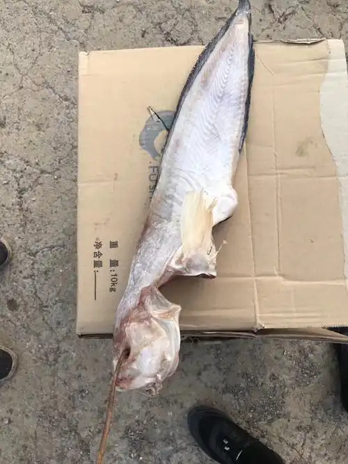 兔子鱼干都晒抽抽了!